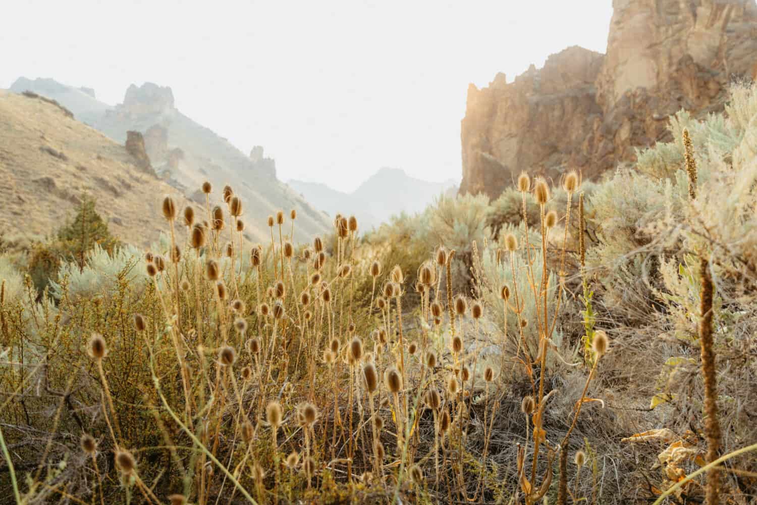 Flora and Fauna in Eastern Oregon - Owyhee Canyonlands