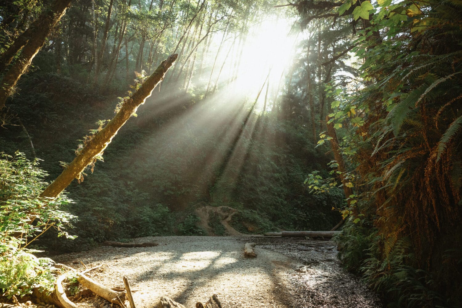 Best Time To Visit Fern Canyon - Morning Sun Rays