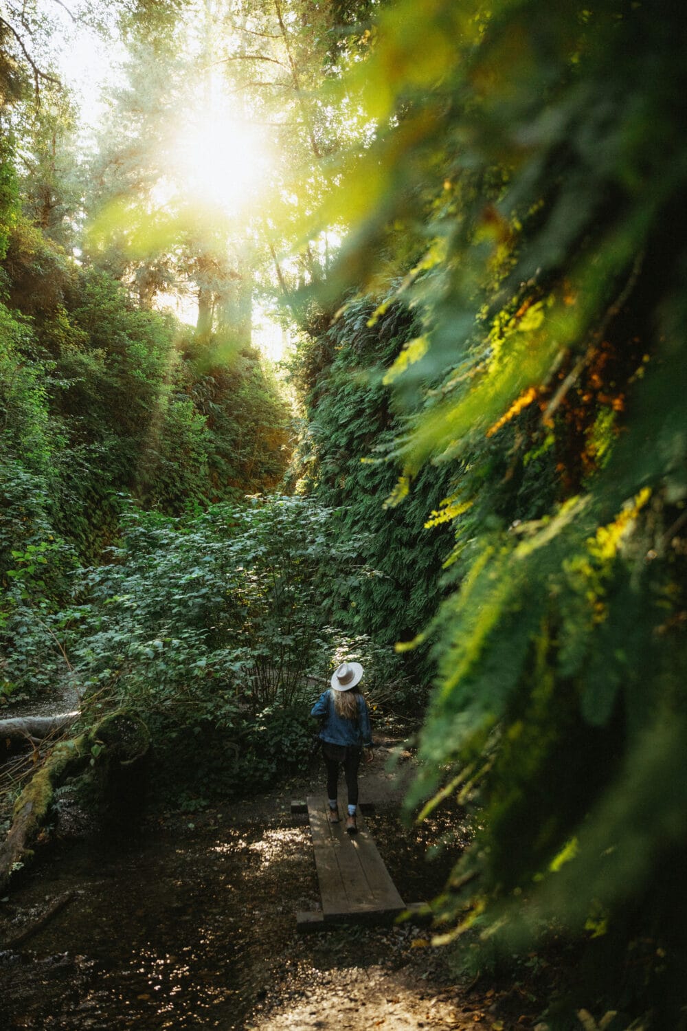 Biodiversity of Fern Canyon Trail in California