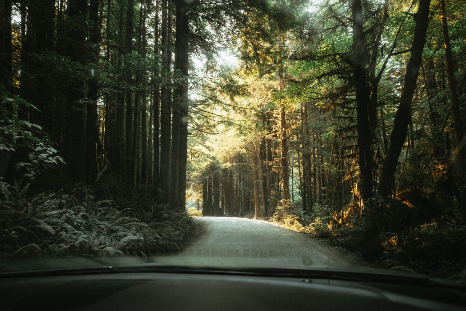 Directions to Fern Canyon Trail - Redwoods