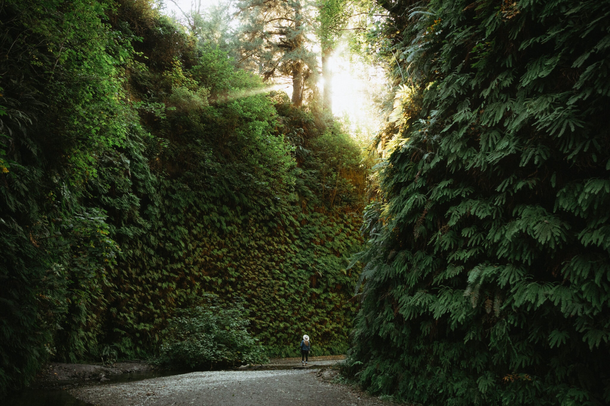 How To Find Fern Canyon Trail (NEW 2023 Permits Details!) - The Mandagies