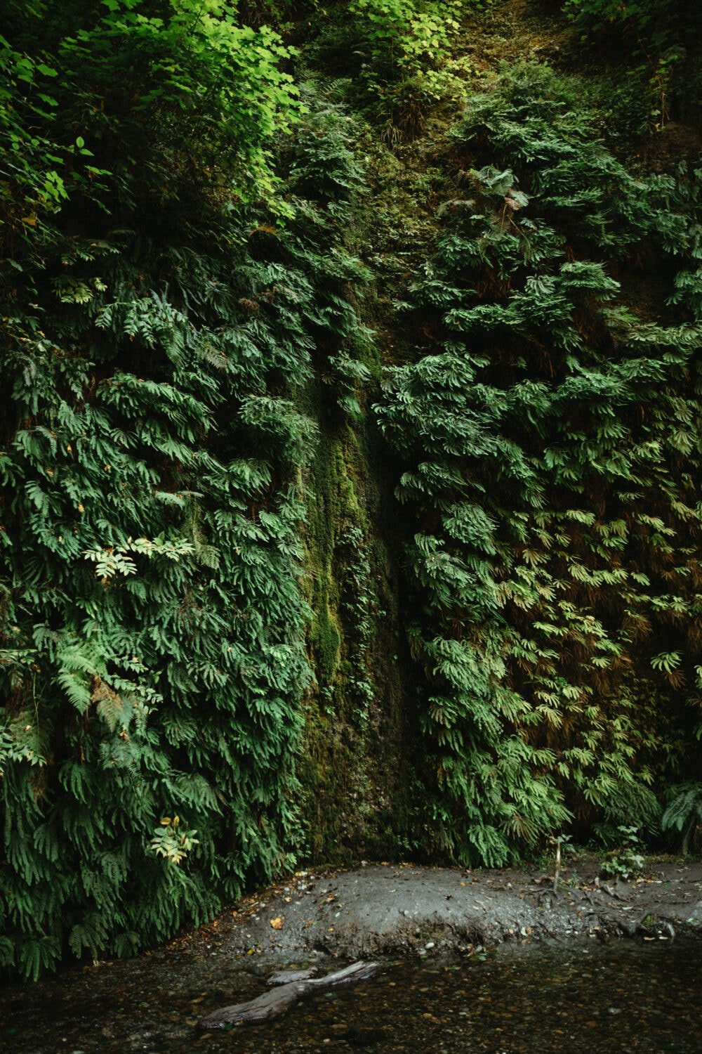 Biodiversity of Fern Canyon