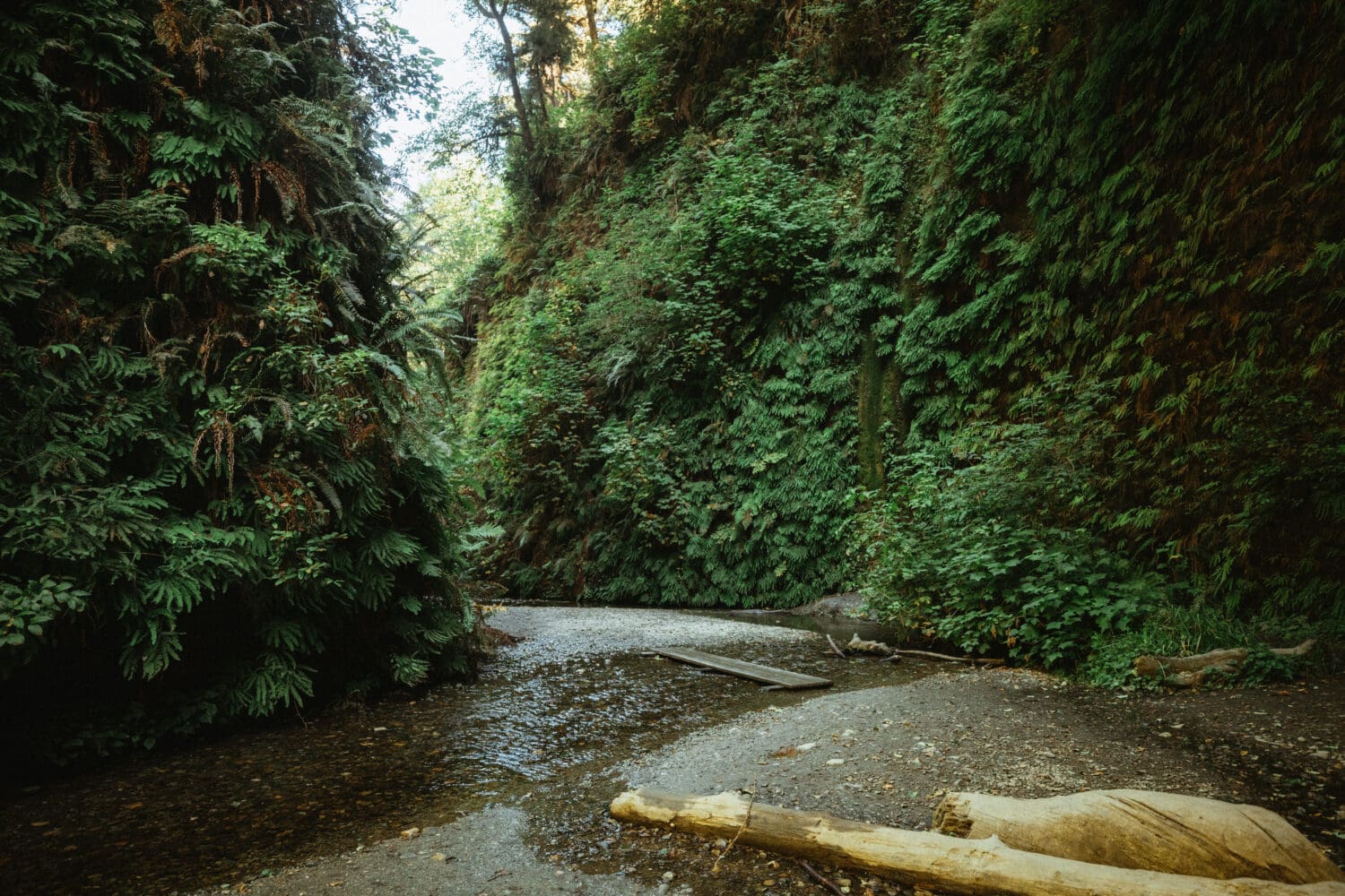 Fern Canyon California