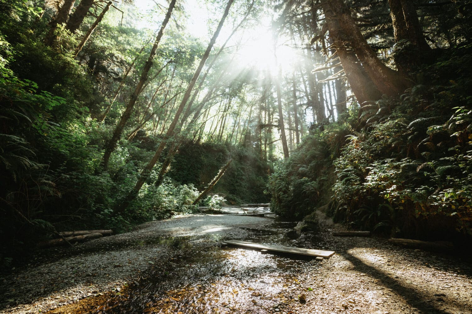 Fern Canyon Trail Trees