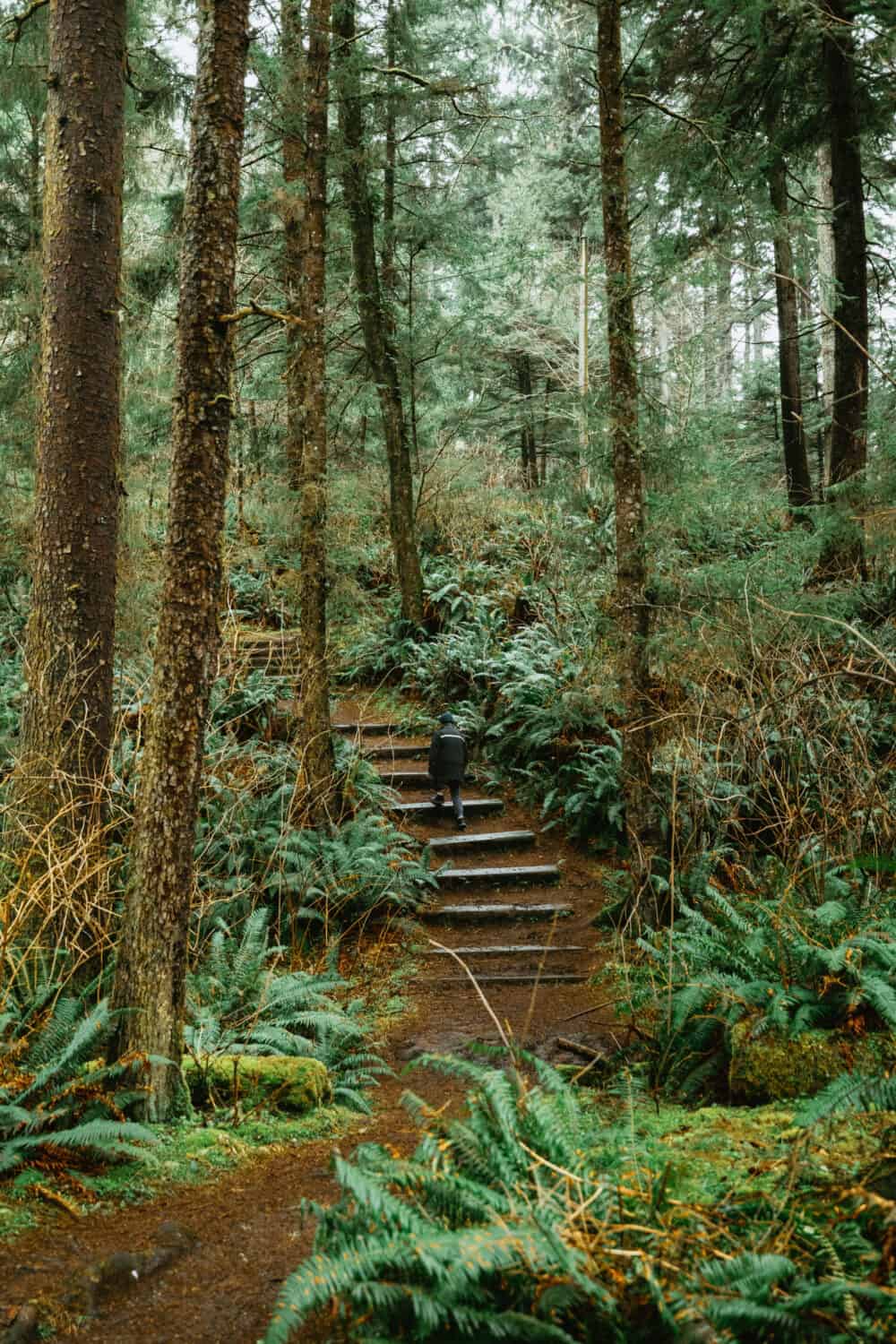 Wooden stairs at the beginning of Crescent Beach Trail