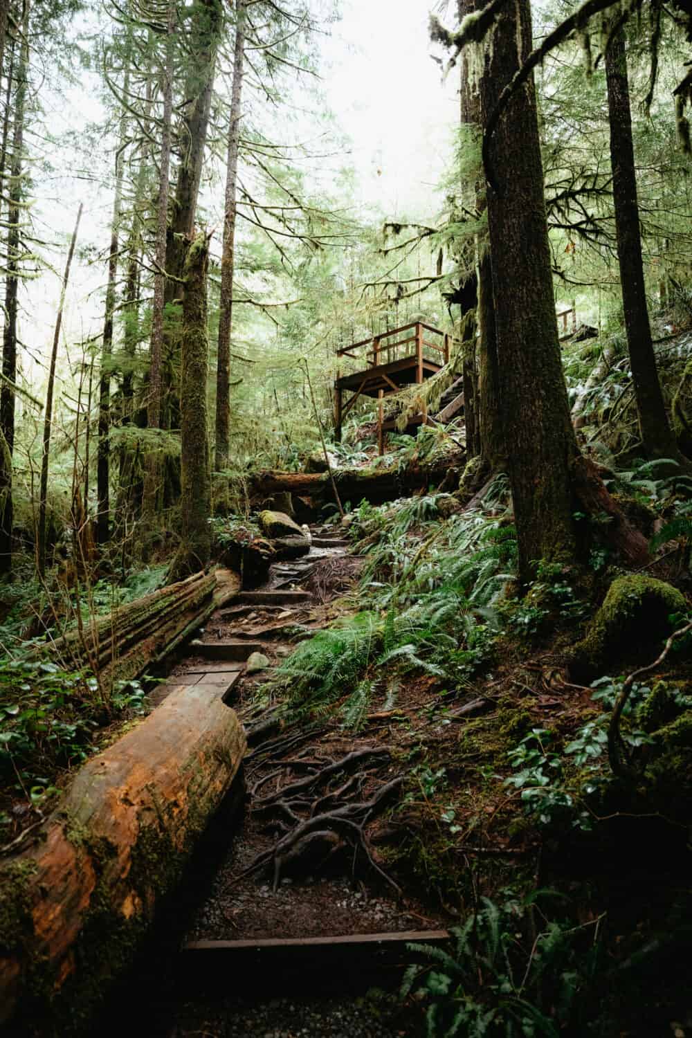 Forest Bathing in Avatar Grove, Vancouver Island