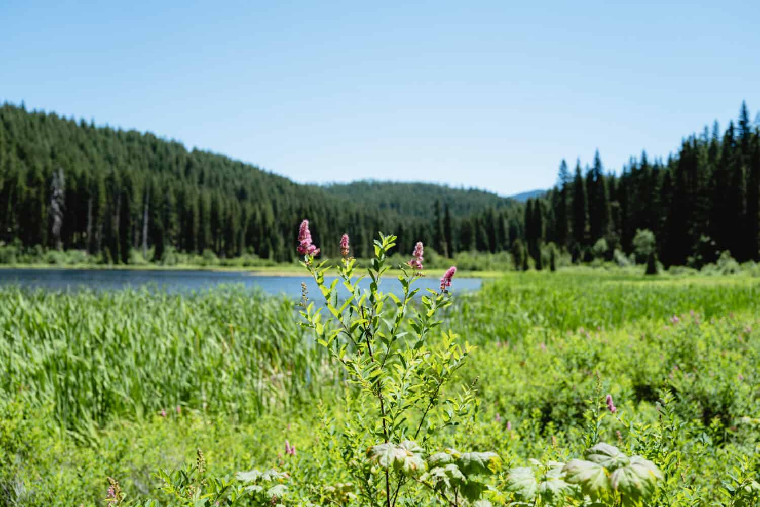 Lake Ann on the Marion Lake Trail Oregon