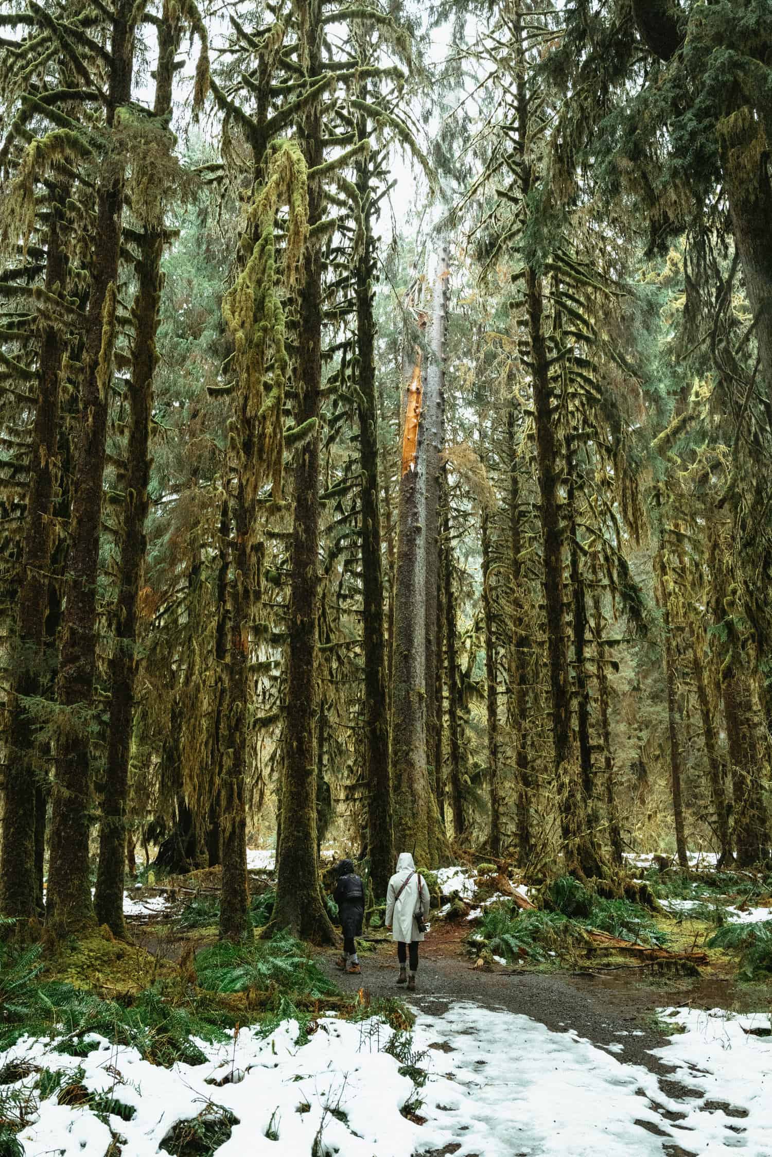 The Hoh Rainforest - Twilight Tour in Forks