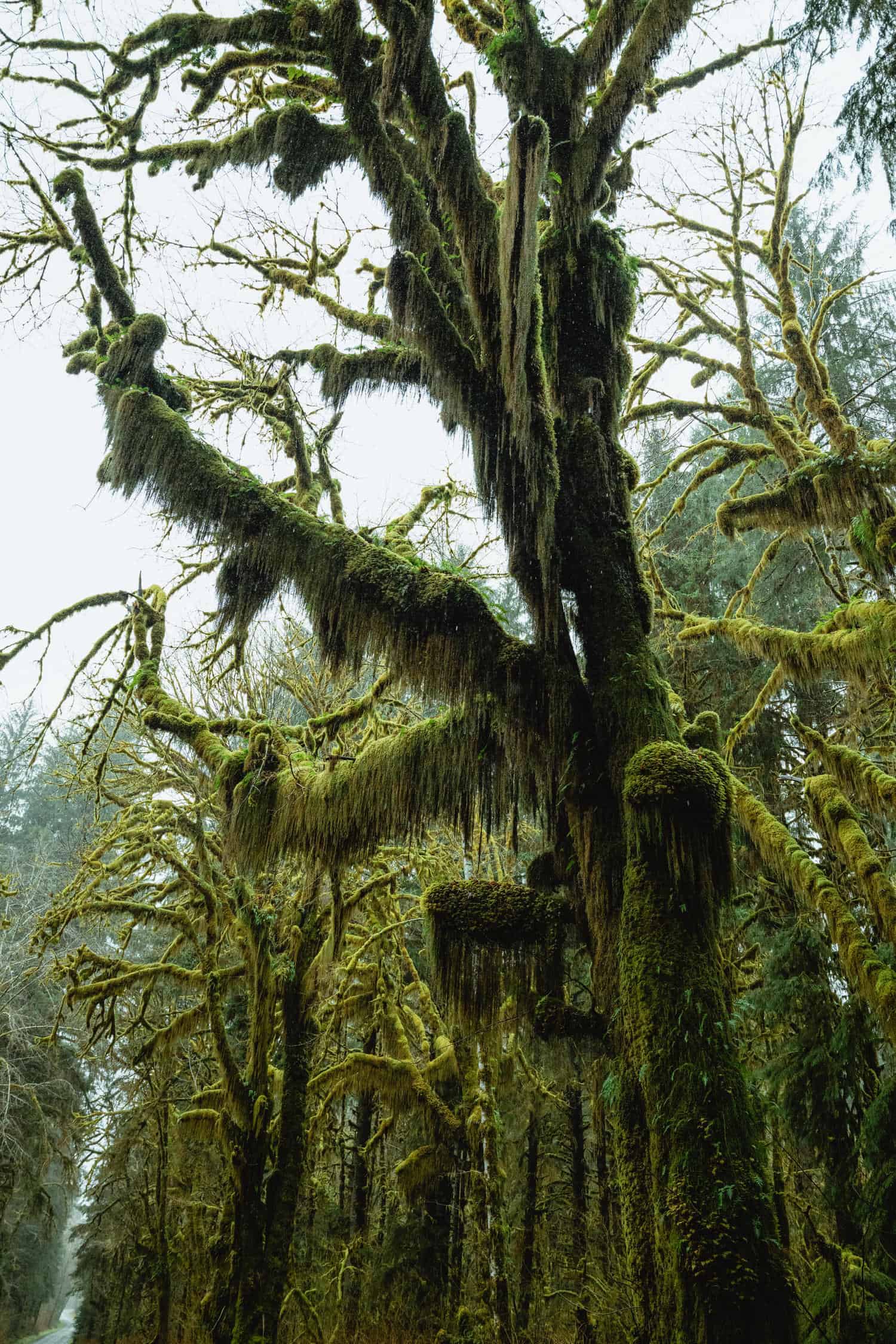 Olympic National Park