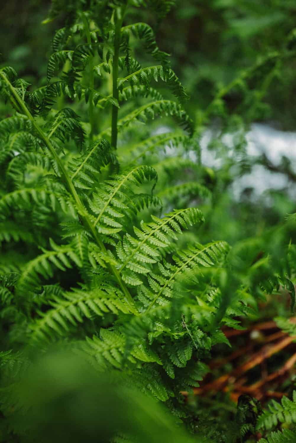 Native plants of the Columbia River Gorge