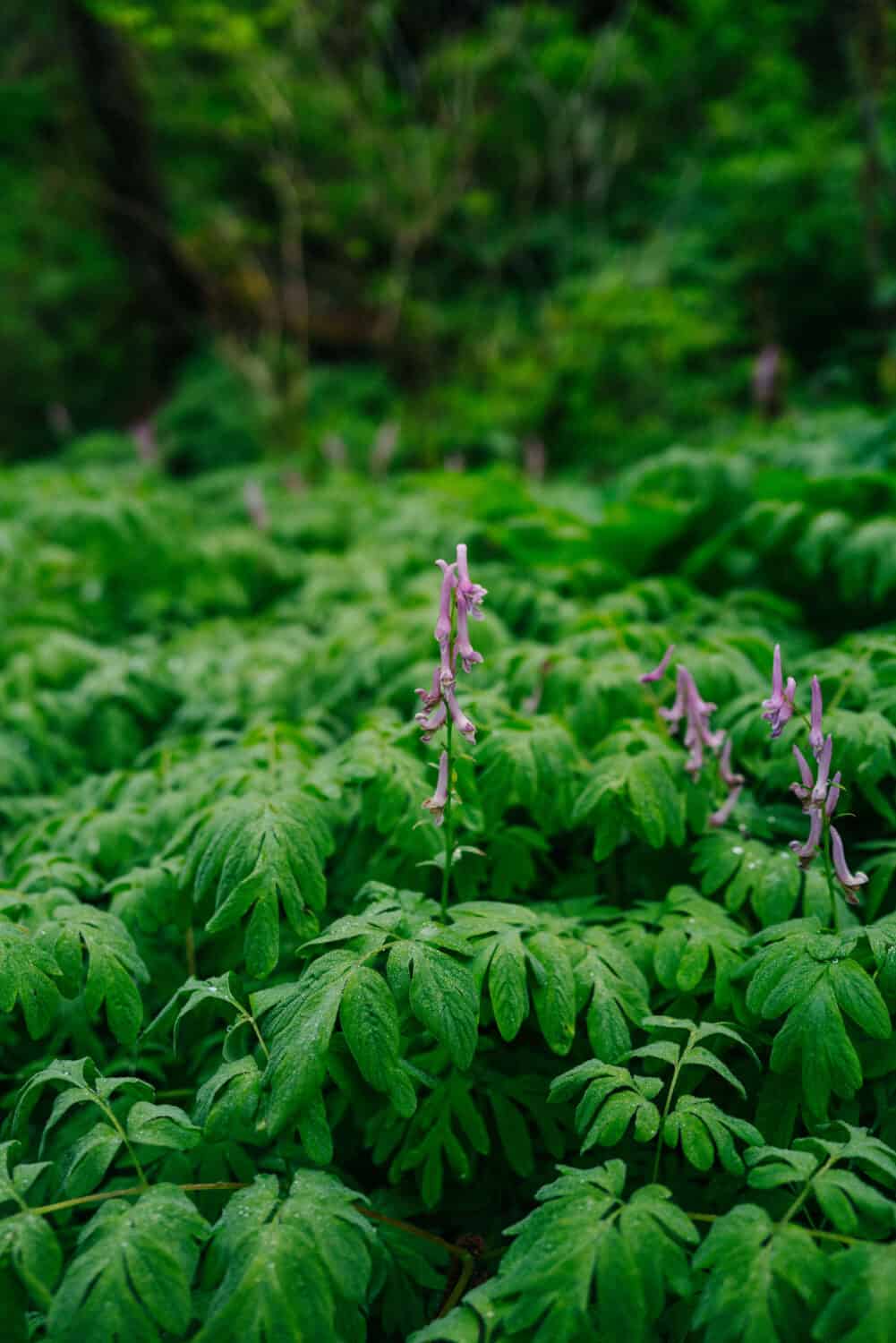 Plants of the Pacific Northwest