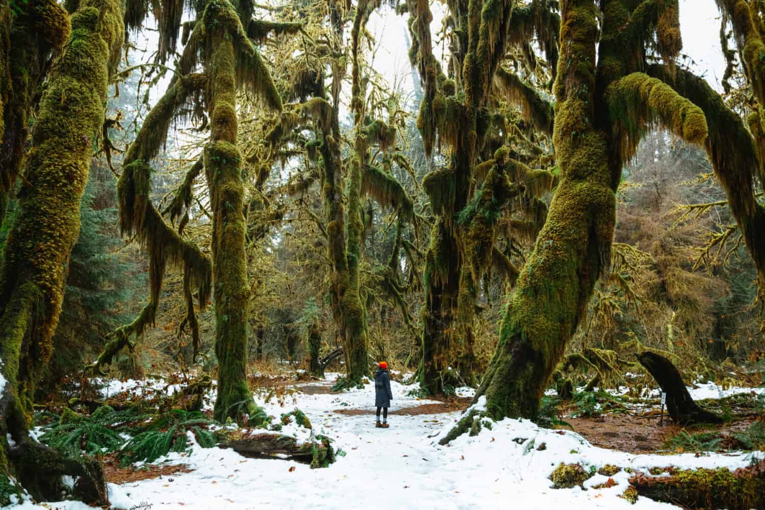 Emily Mandagie standing under huge trees covered in dripping moss on the Hall of Mosses Trail in the Hoh Rainforest in Olympic National Park