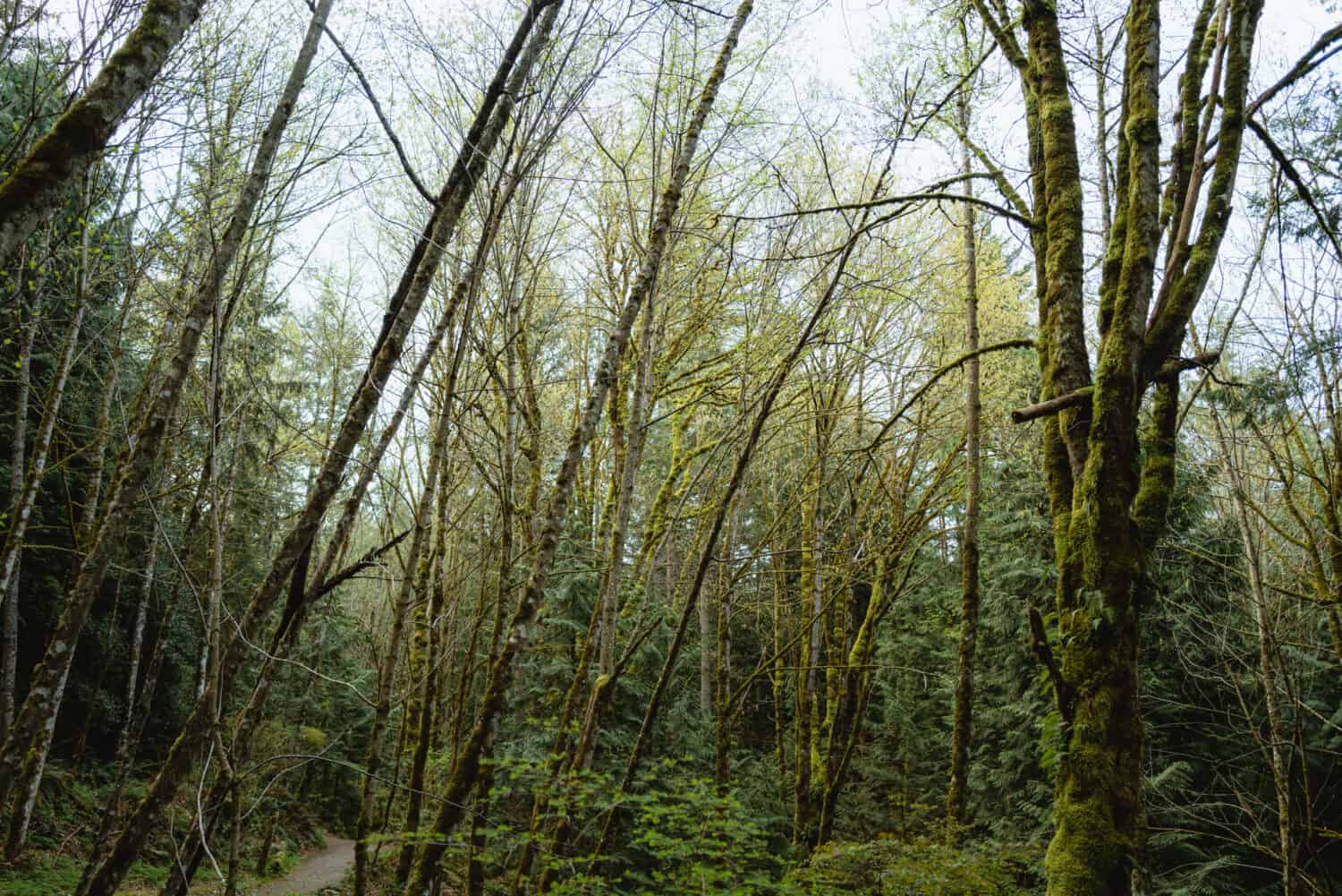 Haunted Trails in the Pacific Northwest
