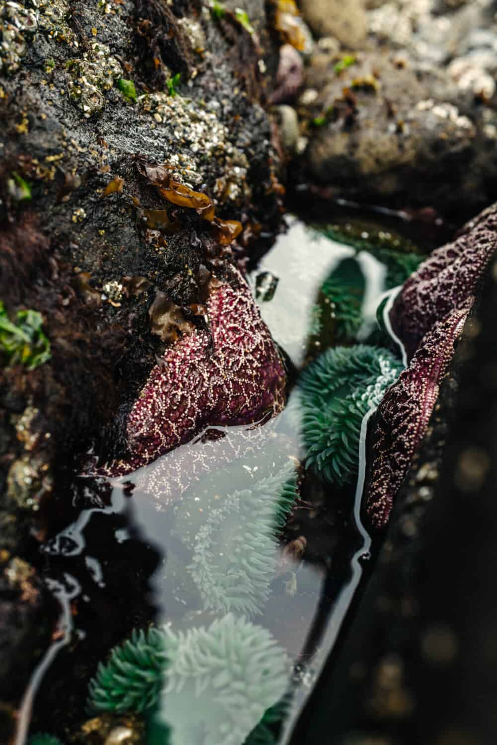 Sea Stars in tide pools on the Oregon Coast