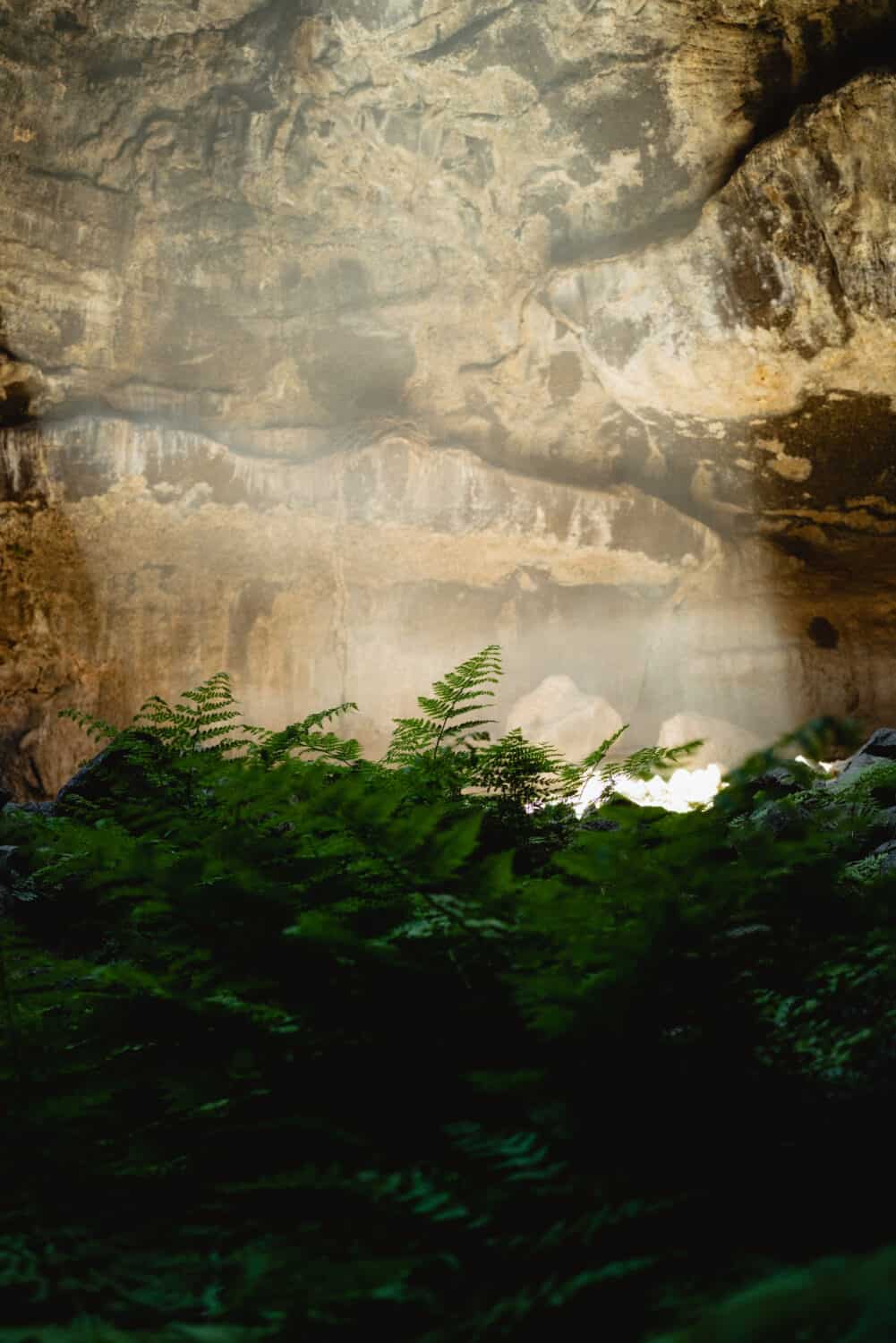 Tea Kettle Cave Underground Ferns