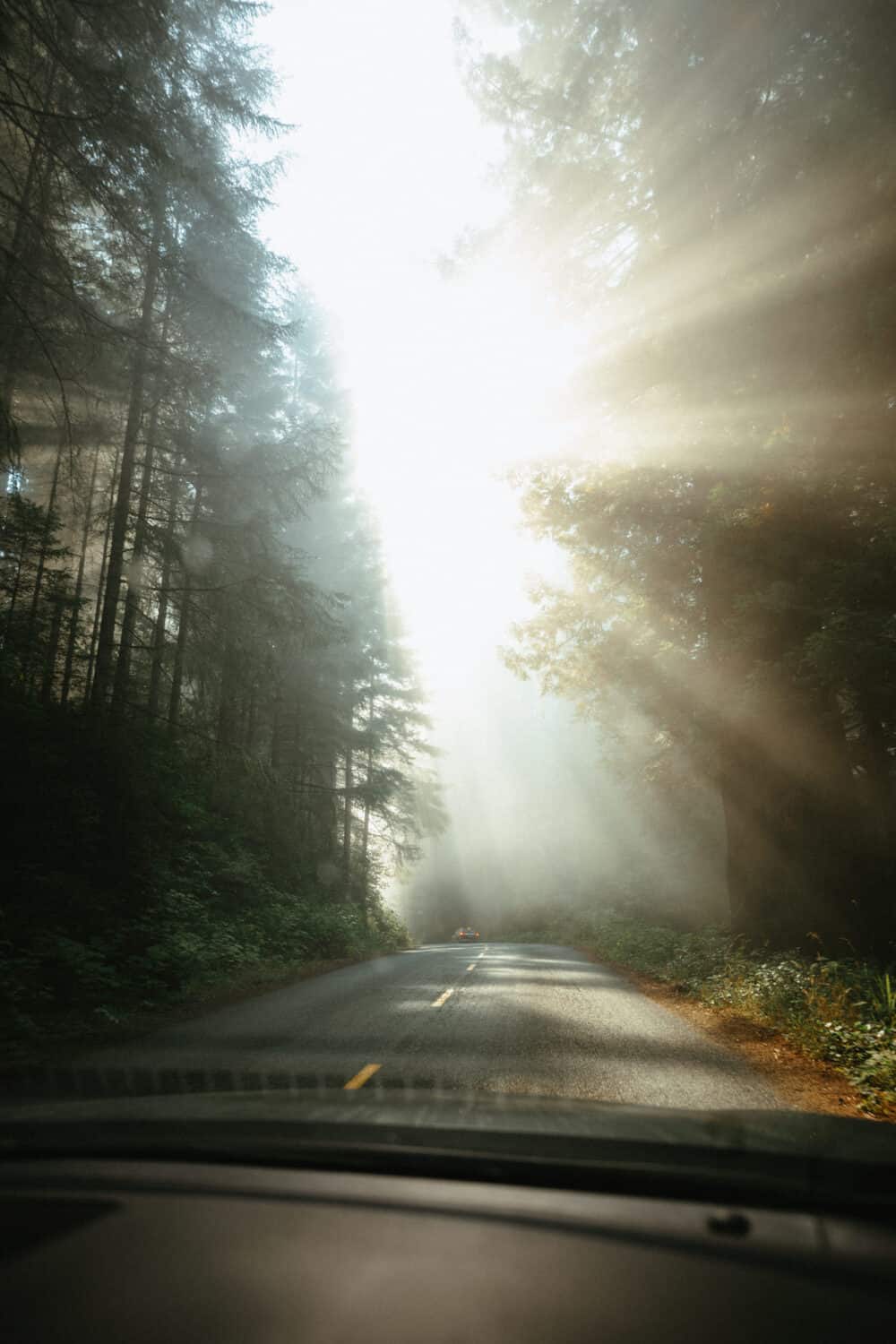 September Outdooor Holidays - Driving through the Redwoods with sun beams through the trees