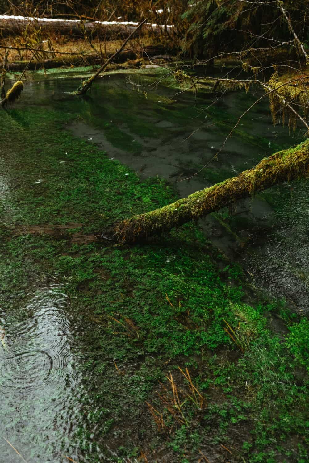 Rainy creek at the Hoh Rainforest in Washington