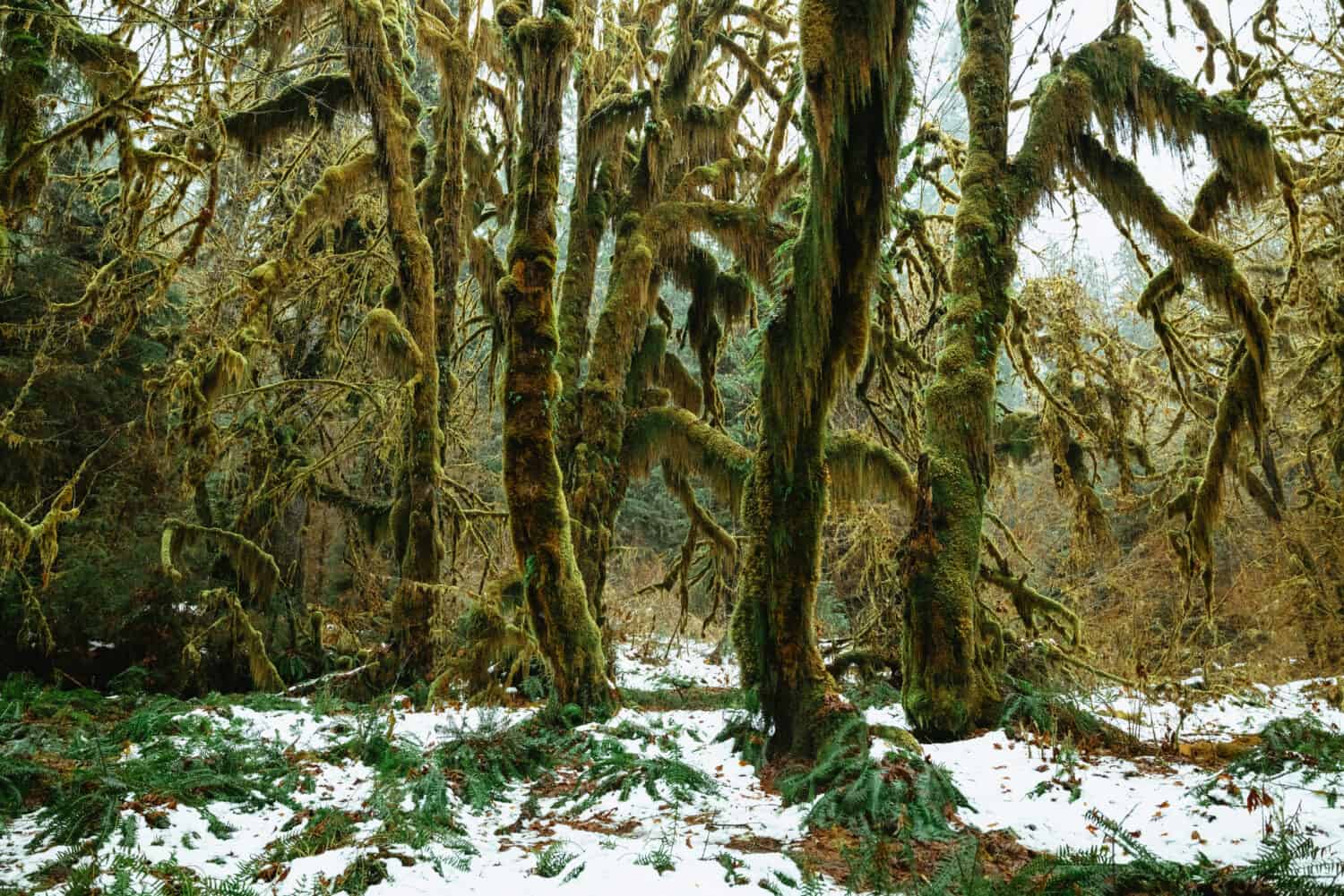 Hoh Rainforest in Olympic National Park