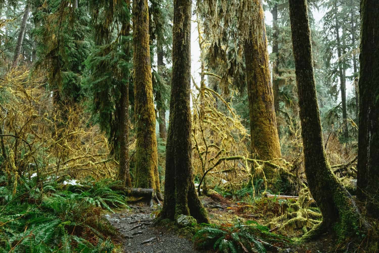 Hoh Rainforest in Olympic National Park