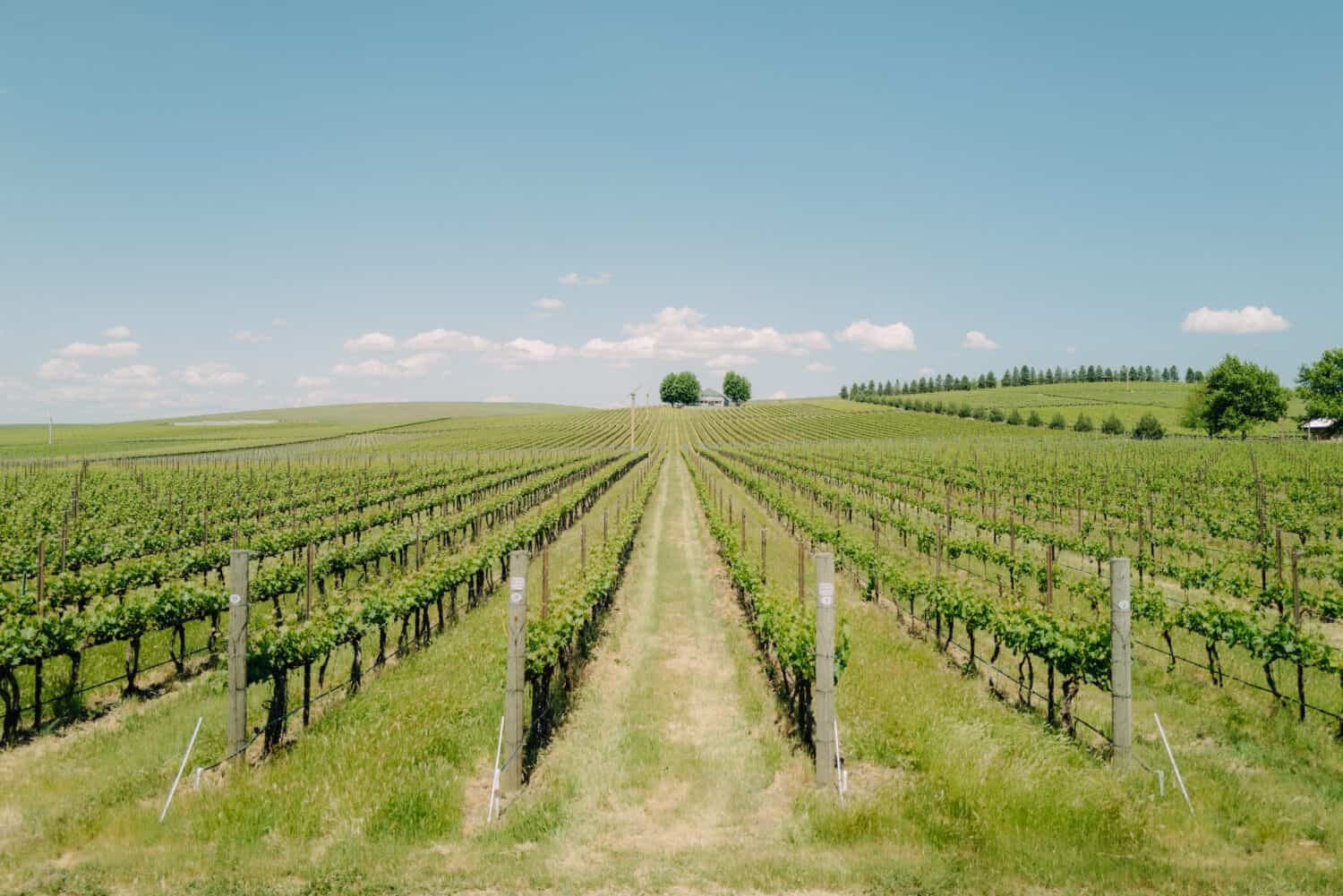 Walla Walla Vintners in Walla Walla, Washington