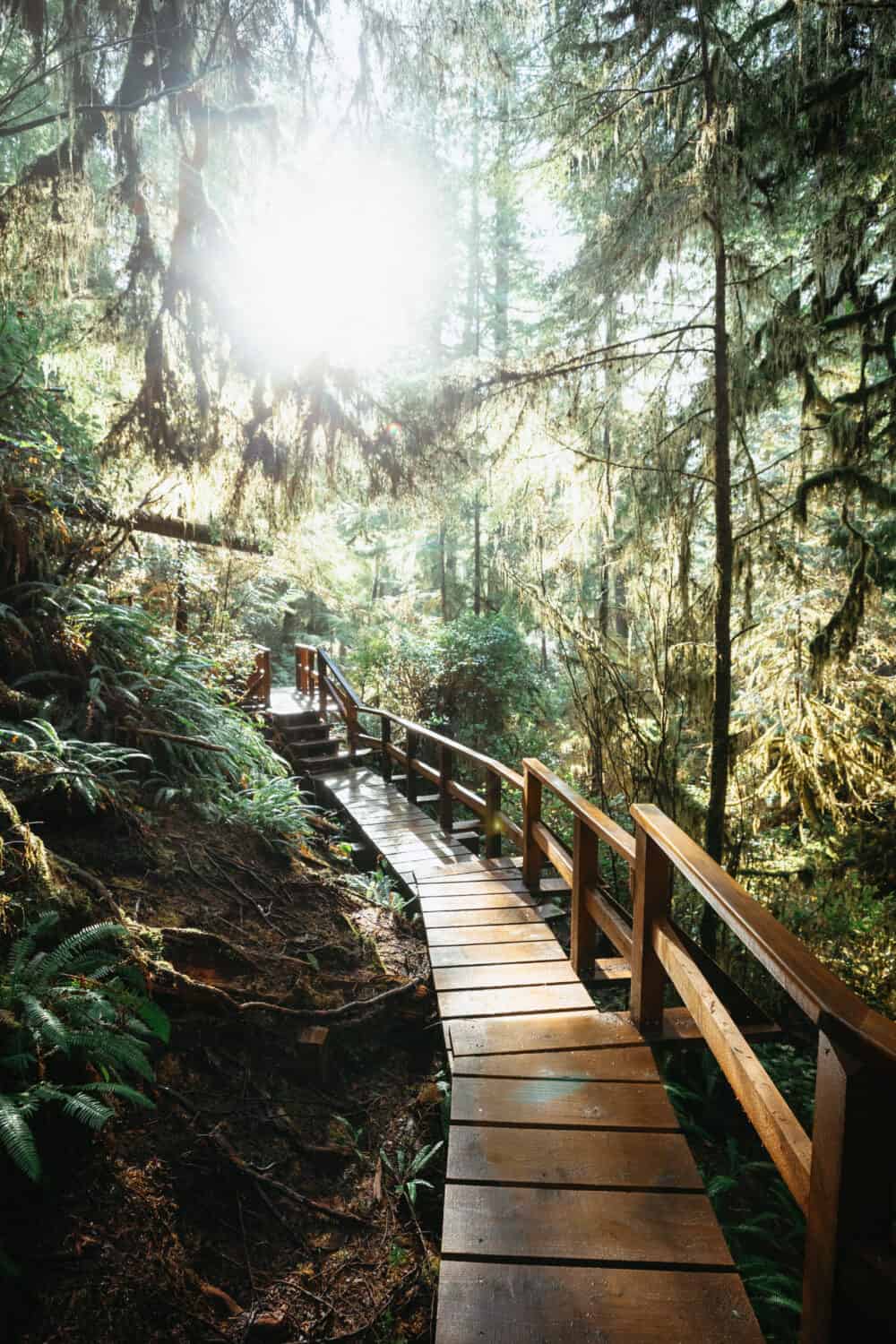 Best Hikes in Tofino - Rainforest Trail boardwalk in Pacific Rim National Park