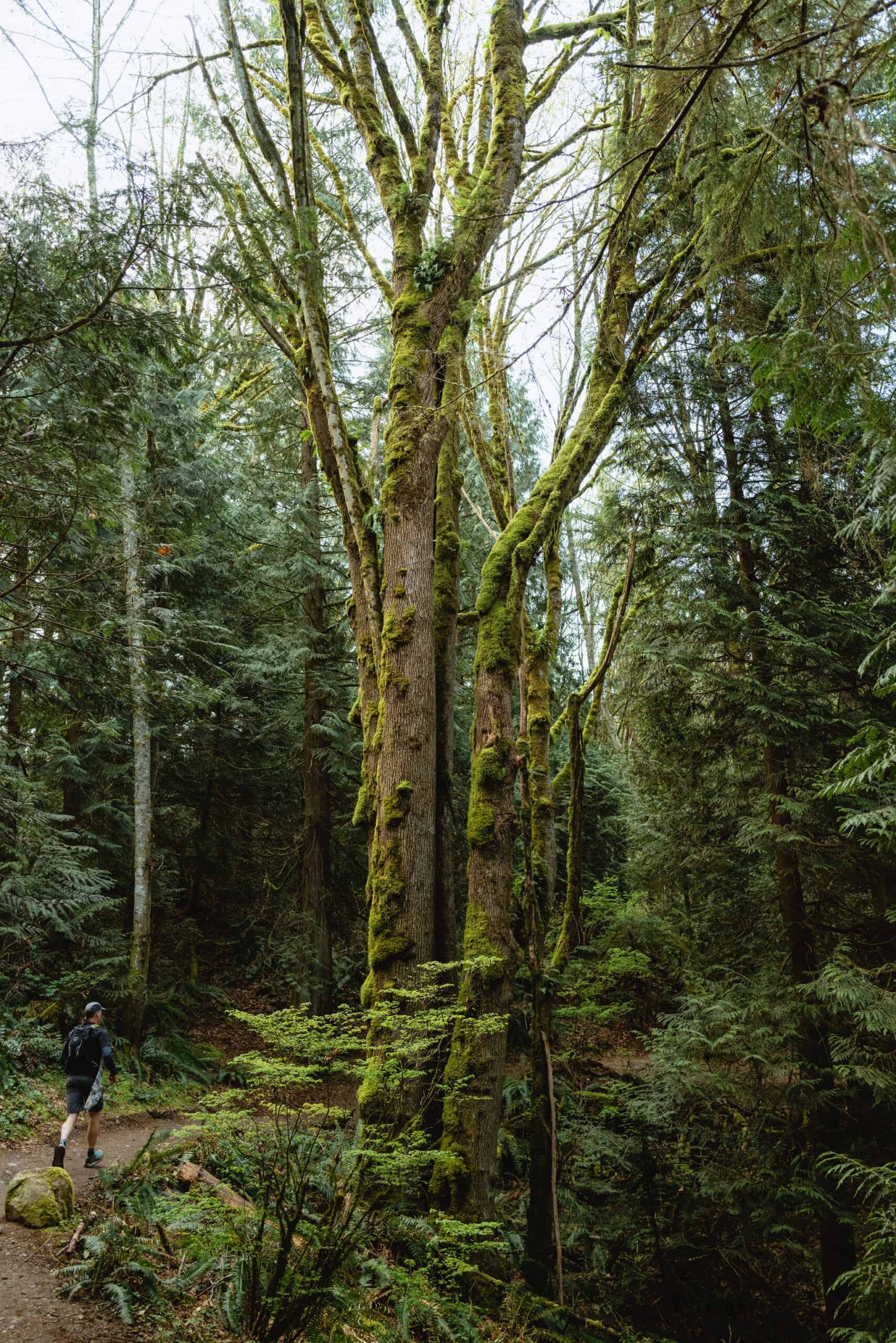 Hiking Trails Near Seattle - Soaring Eagle Regional Park
