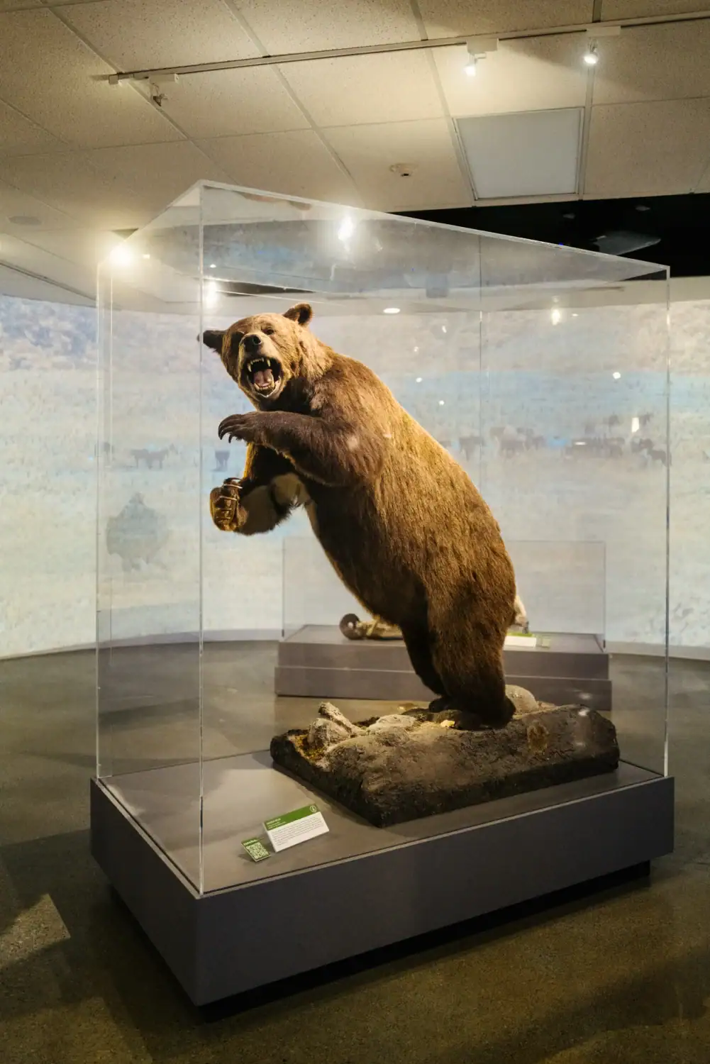 Taxidermy Bear at the Museum of Idaho in Idaho Falls