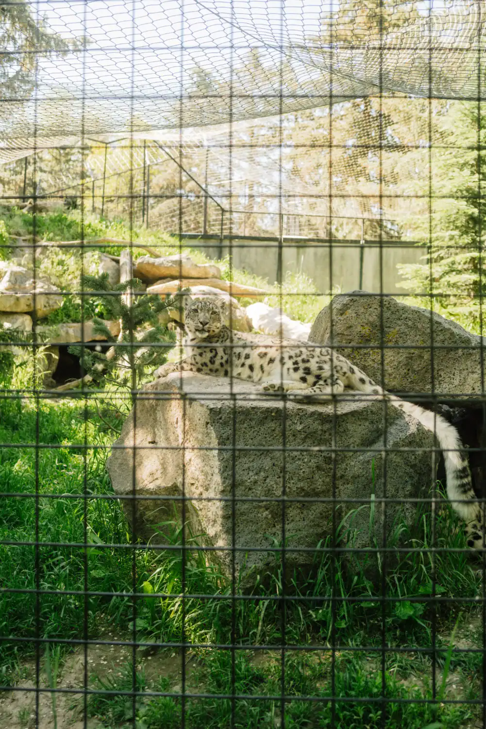 Exploring the Idaho Falls Zoo with Kids - Snow leopard